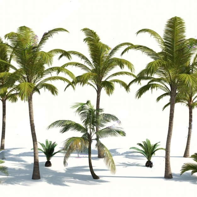 热带植物 棕榈树3D模型