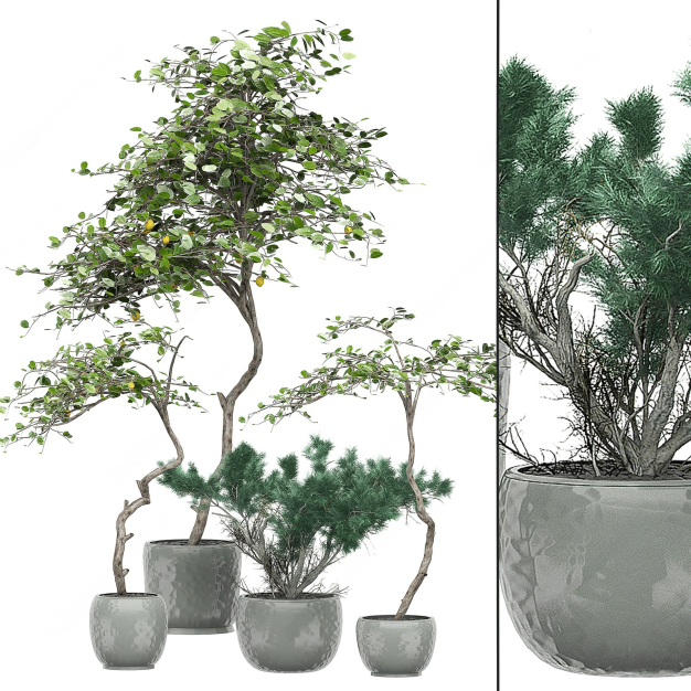 植物 盆栽3D模型