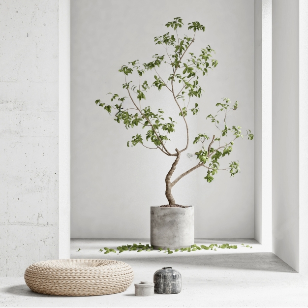 植物盆栽3D模型