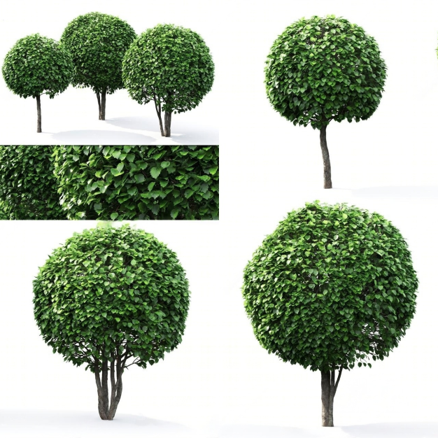园艺树木组合3D模型