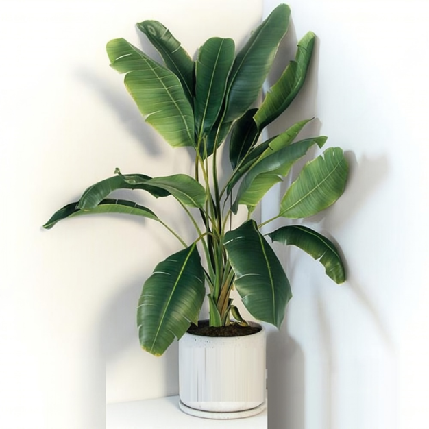 植物 盆栽3D模型