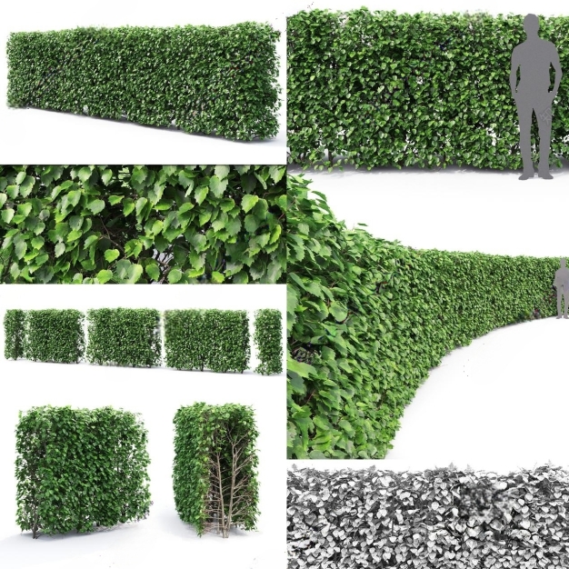 植物 绿篱组合3D模型
