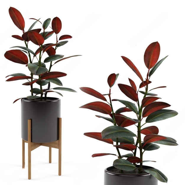 现代室内植物盆栽3D模型