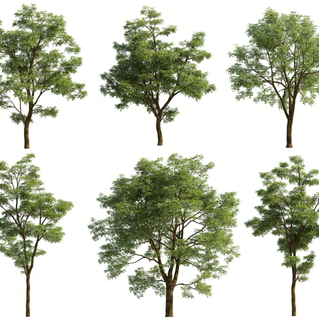 现代室外槐树组合3D模型