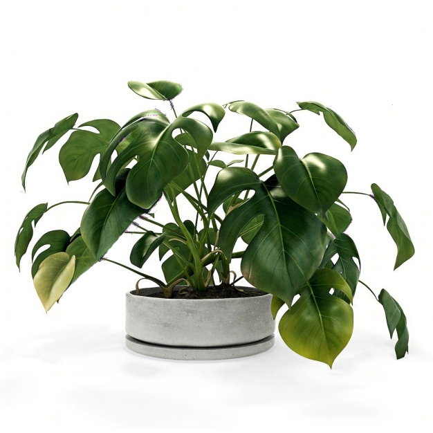 植物盆栽3D模型