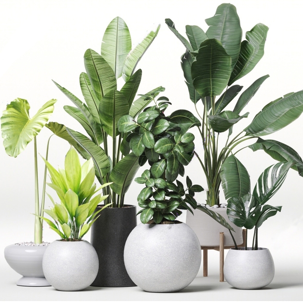 植物盆栽组合3D模型