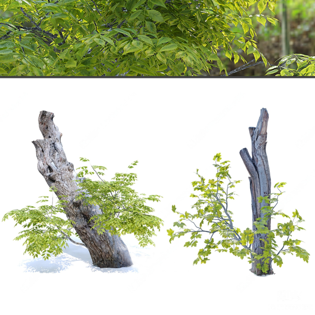 树木组合3D模型