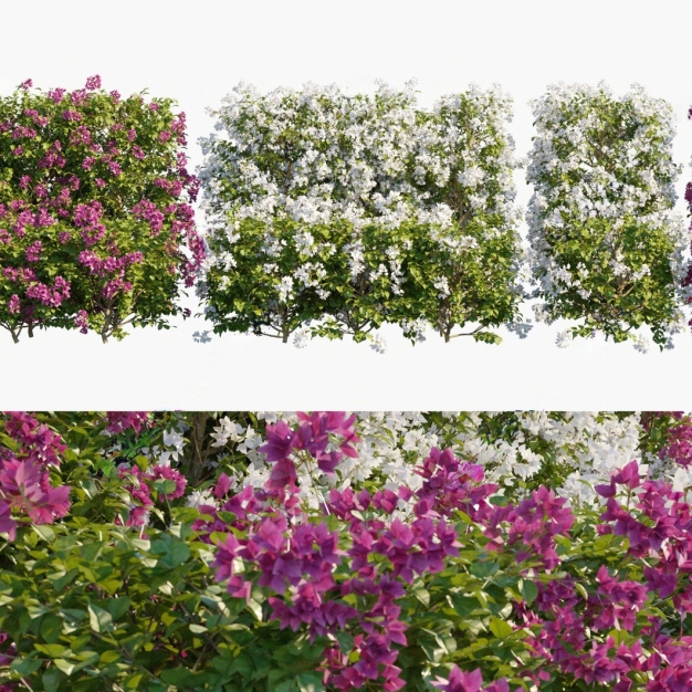 植物 花草 花卉3D模型