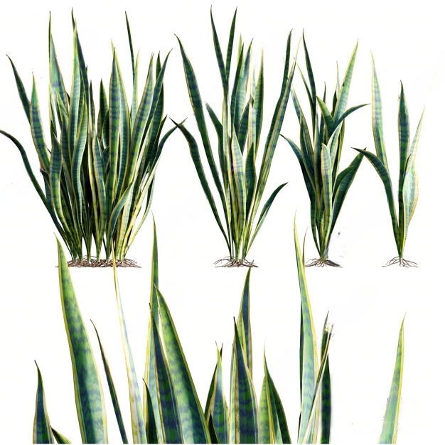 虎皮兰植物组合3D模型