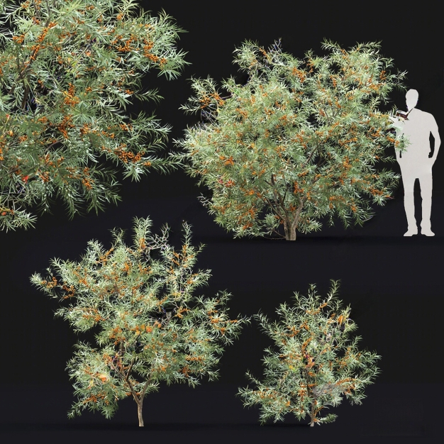 植物灌木3D模型