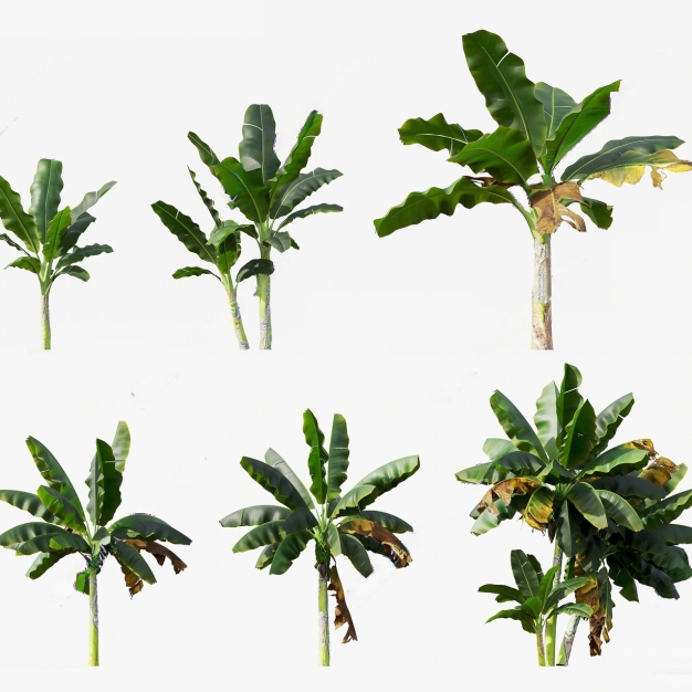 芭蕉 植物3D模型