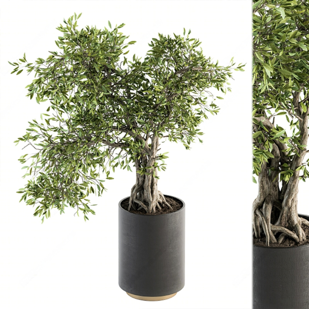 植物盆栽组合3D模型