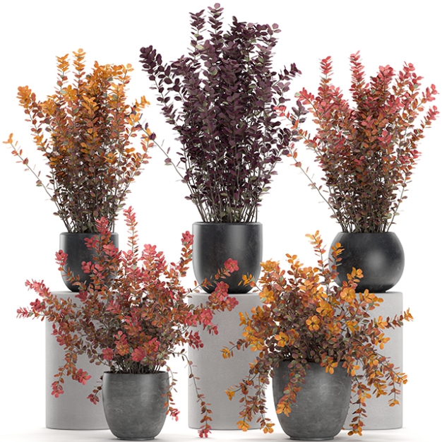 植物盆栽组合3D模型