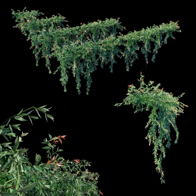 植物縢蔓串钱柳3D模型