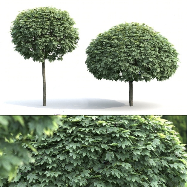 树木3D模型