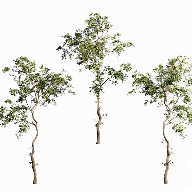 植物 乔木3D模型