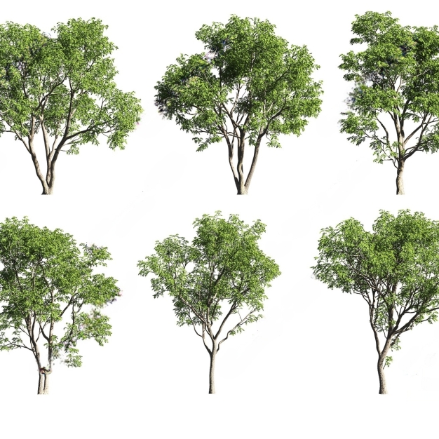 景观树组合3D模型