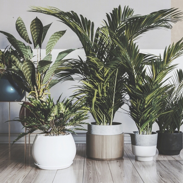 植物盆栽组合3D模型
