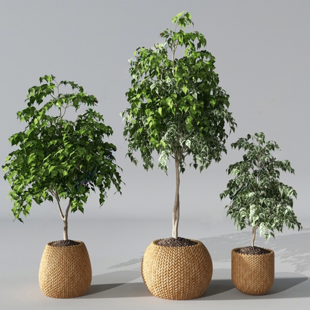 植物盆栽3D模型
