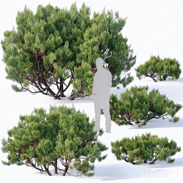 植物 灌木3D模型