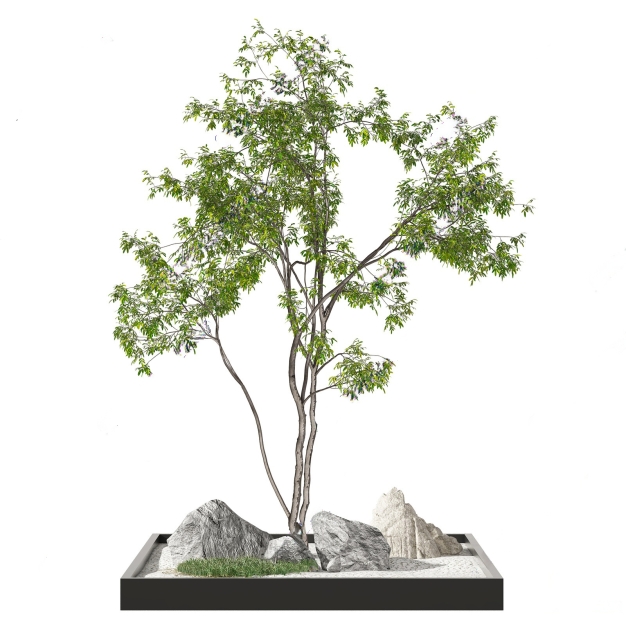 乔木植物3D模型