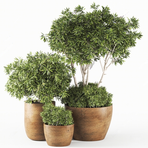 现代盆栽植物组合3D模型