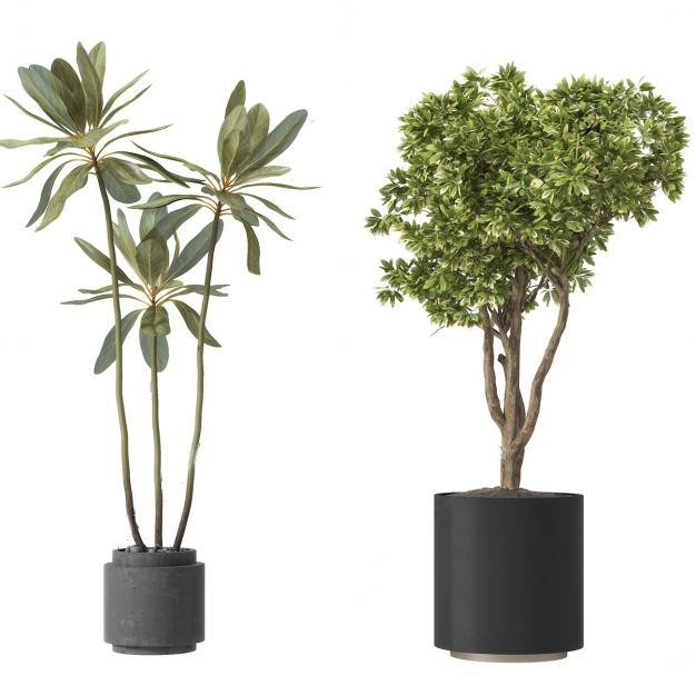 植物盆栽3D模型