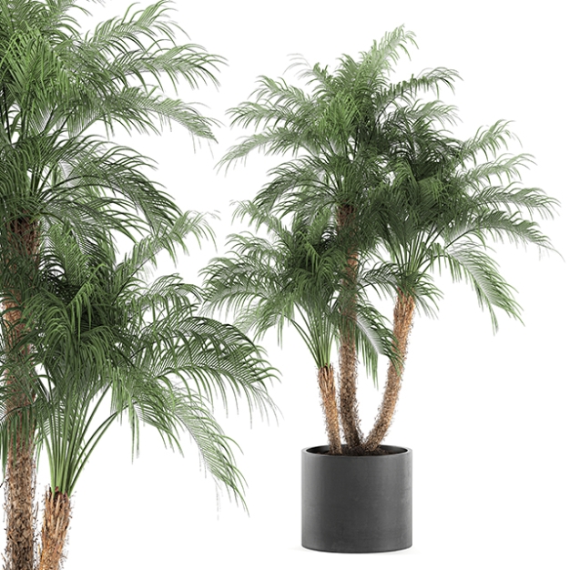 植物盆栽3D模型