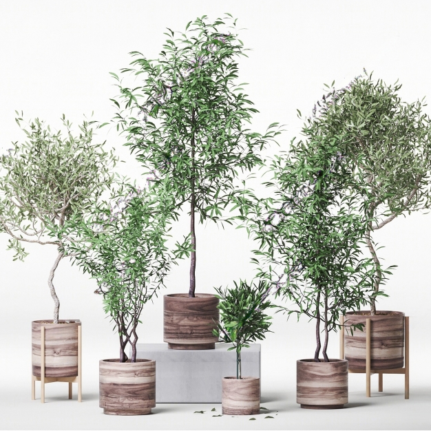 现代植物盆栽橄榄树3D模型