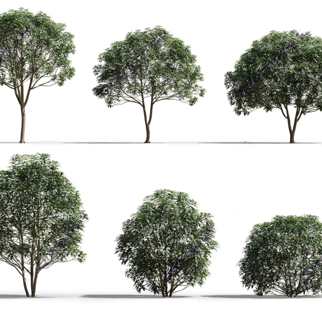 桂花树3D模型