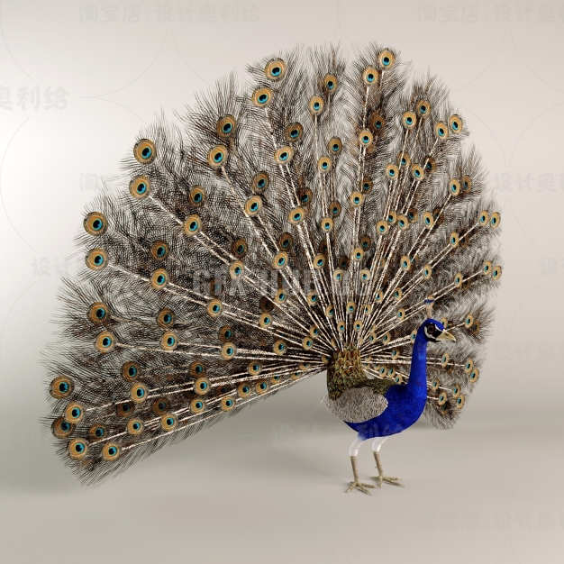 孔雀3D模型