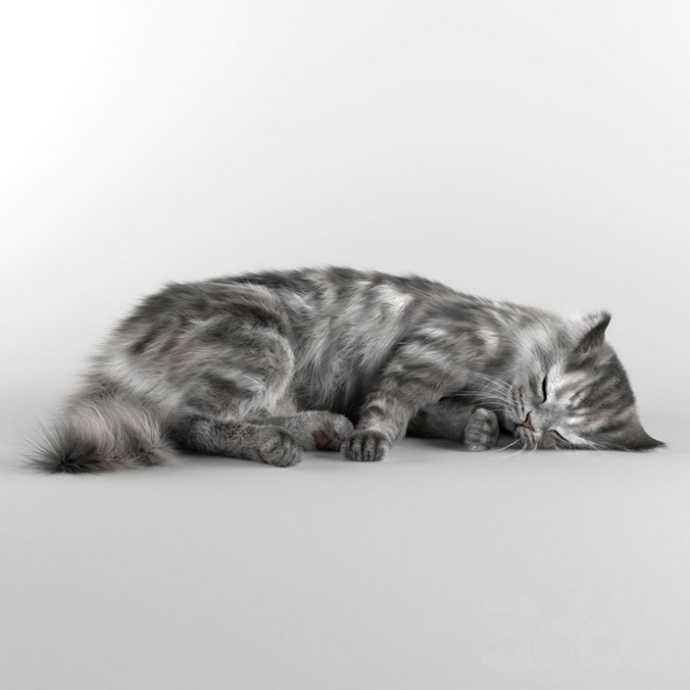  猫咪动物3D模型
