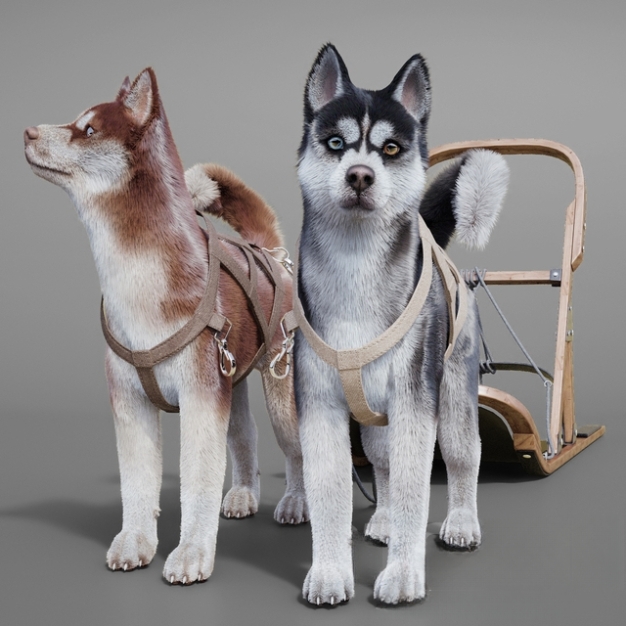 雪橇犬 狗 动物3D模型