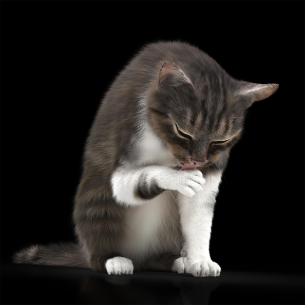 猫动物3D模型