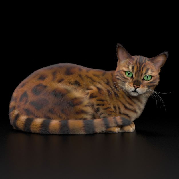 猫动物3D模型